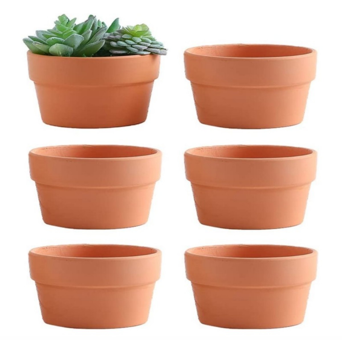 Echeveria Succulent - 6 uds macetas de terracota Buld