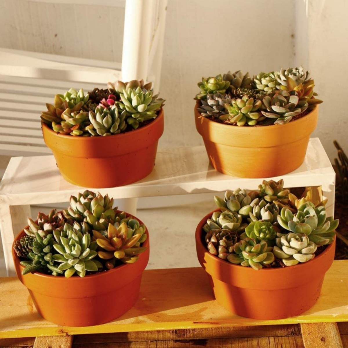 6 uds macetas de terracota Bul - Echeveria Succulent reseña y precio