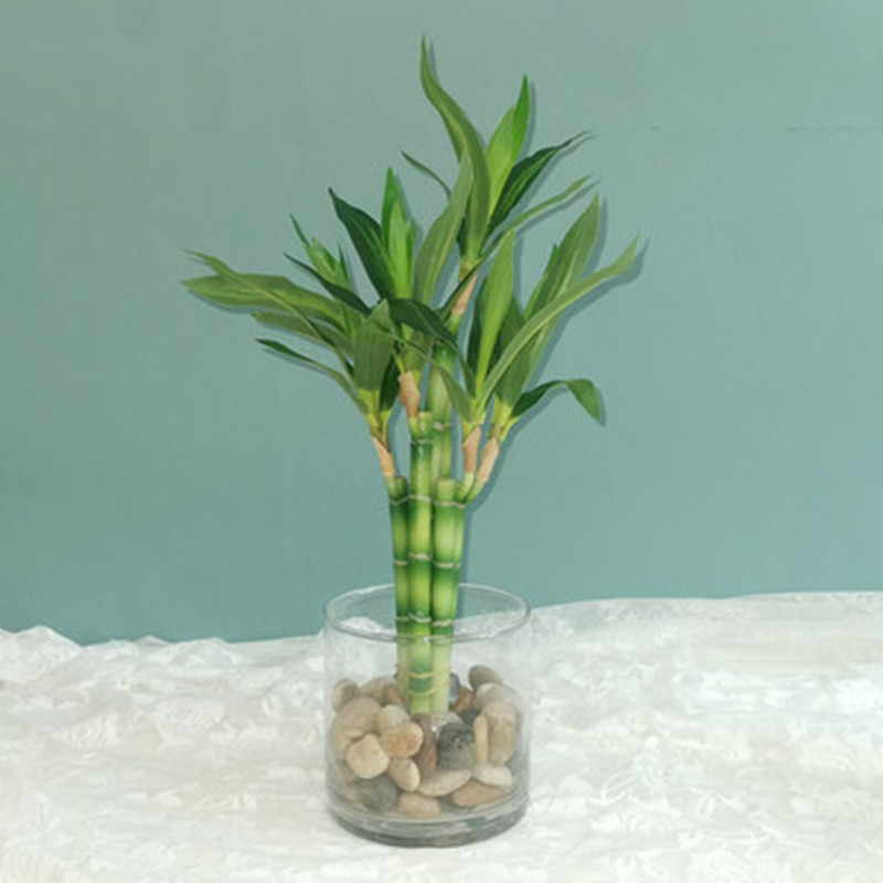 Nuevo 40cm rFtificial Lucky Ba - Echeveria Succulent reseña y precio