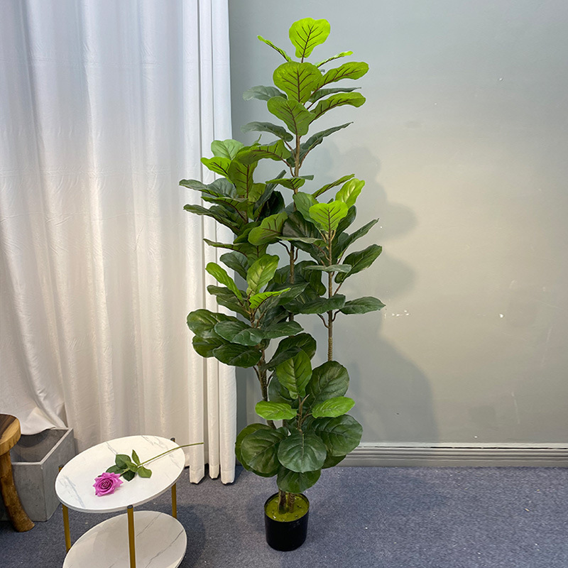 Árbol de Ficus grande de 59 pu - Ficus Lyrata Tree reseña y precio