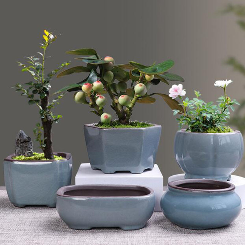 Maceta de cerámica Retro para  - Echeveria Succulent reseña y precio