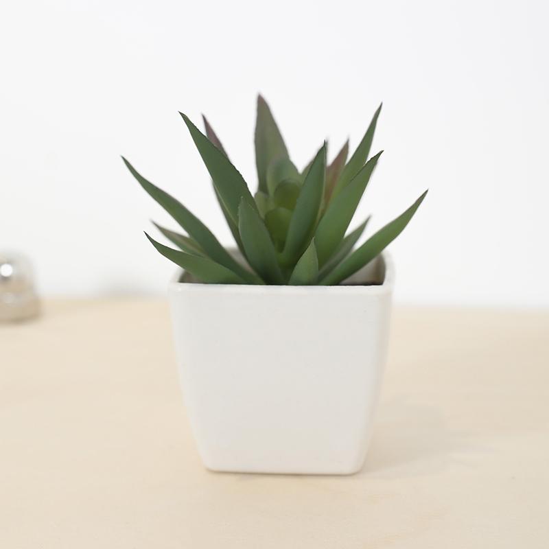 Mini taza de hadas suculenta A - Echeveria Succulent reseña y precio